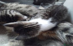 Mixed Breed cats for sale: Lovely Bengal x kittens for sale. - Advert 23