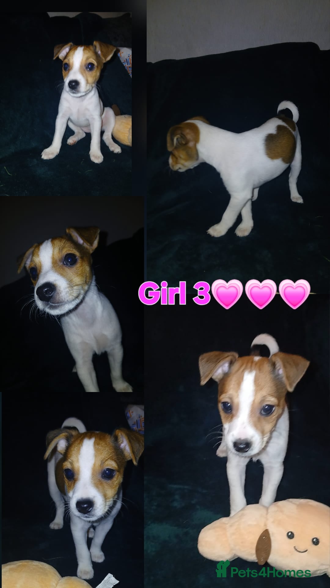 Patterjack dogs for sale: Patterjack Puppies for Sale - Advert 4