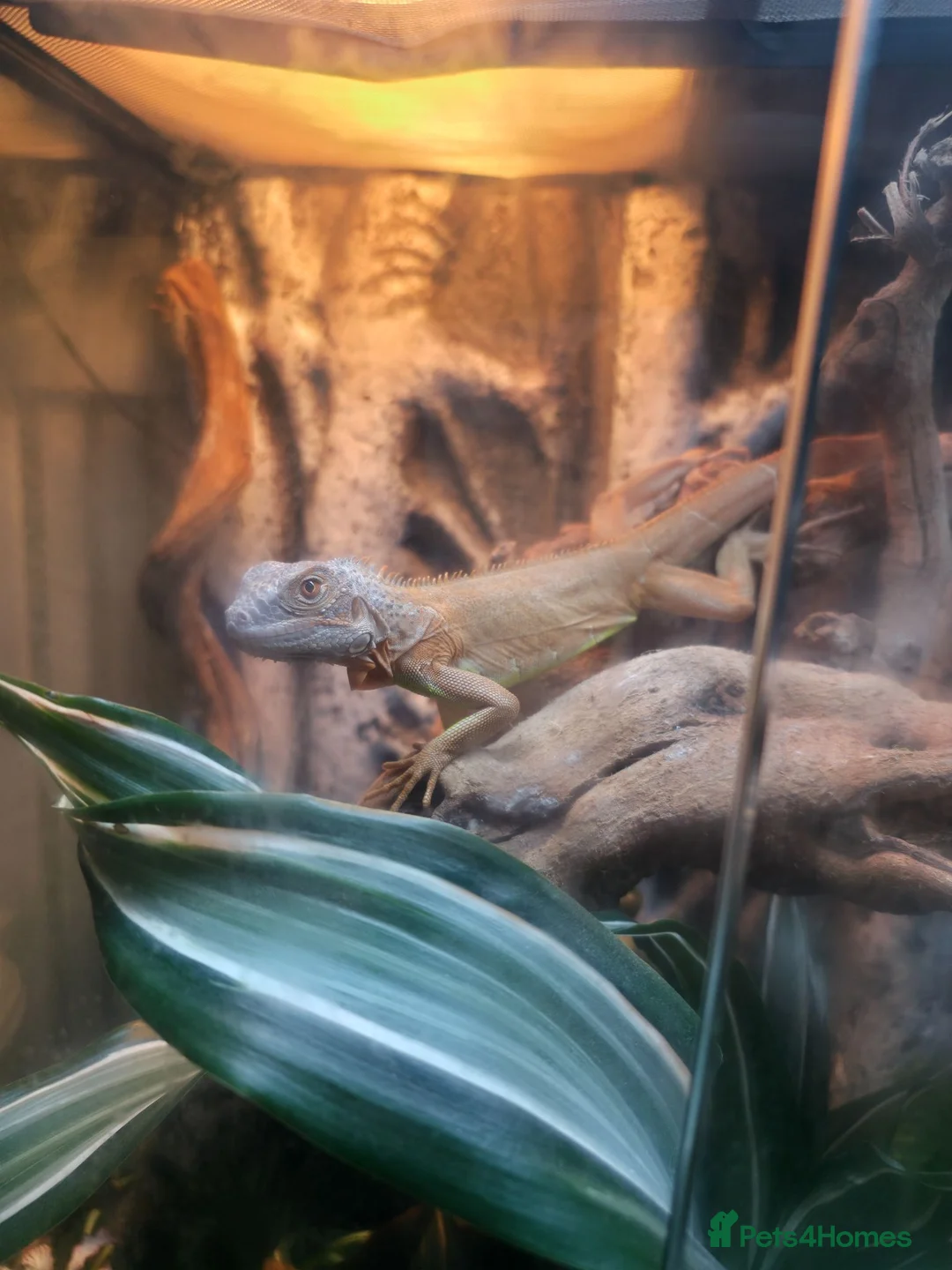 Iguana reptiles for sale: Beautiful lemon red iguana  - Advert 2