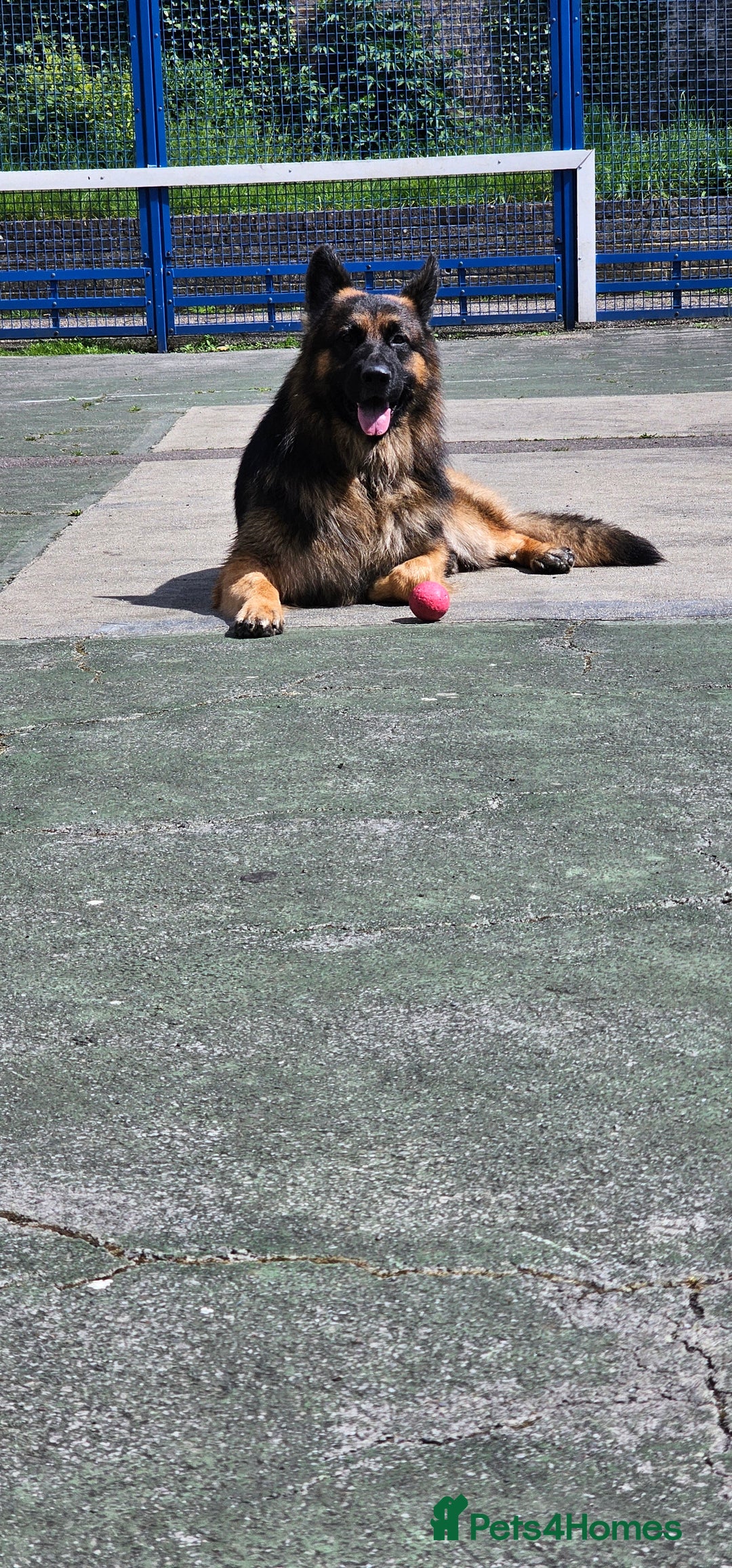 German Longhaired Pointer dogs for stud: Long haired German Shepherd,  GSD for stud in Chatham - Advert 5