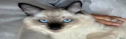 Ragdoll cats for sale: 😸🐾Pure Ragdoll kitties😸🐾 2 male & 1 female🐾😸 - Advert 3