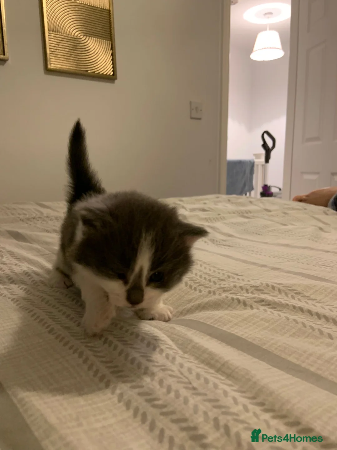 Mixed Breed cats for sale: Beautiful Playful Kittens Ready for Loving Homes - Advert 21