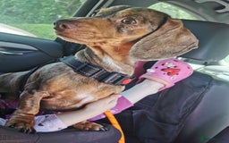 Miniature Dachshund dogs for stud: Miniature chocolate dapple mink dachshund stud dog - Image 11