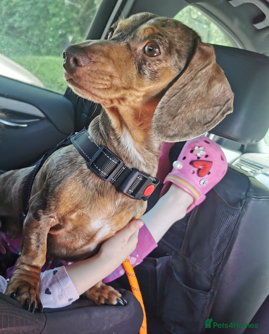 Miniature Dachshund dogs for stud: Miniature chocolate dapple mink dachshund stud dog - Image 11