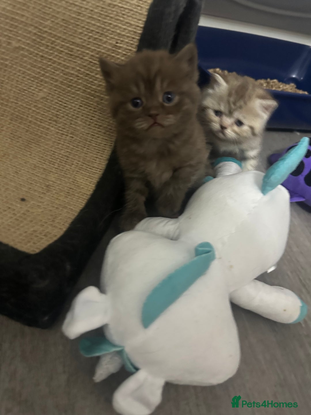 British Shorthair cats for sale: Male brown British short hair left  - Image 9