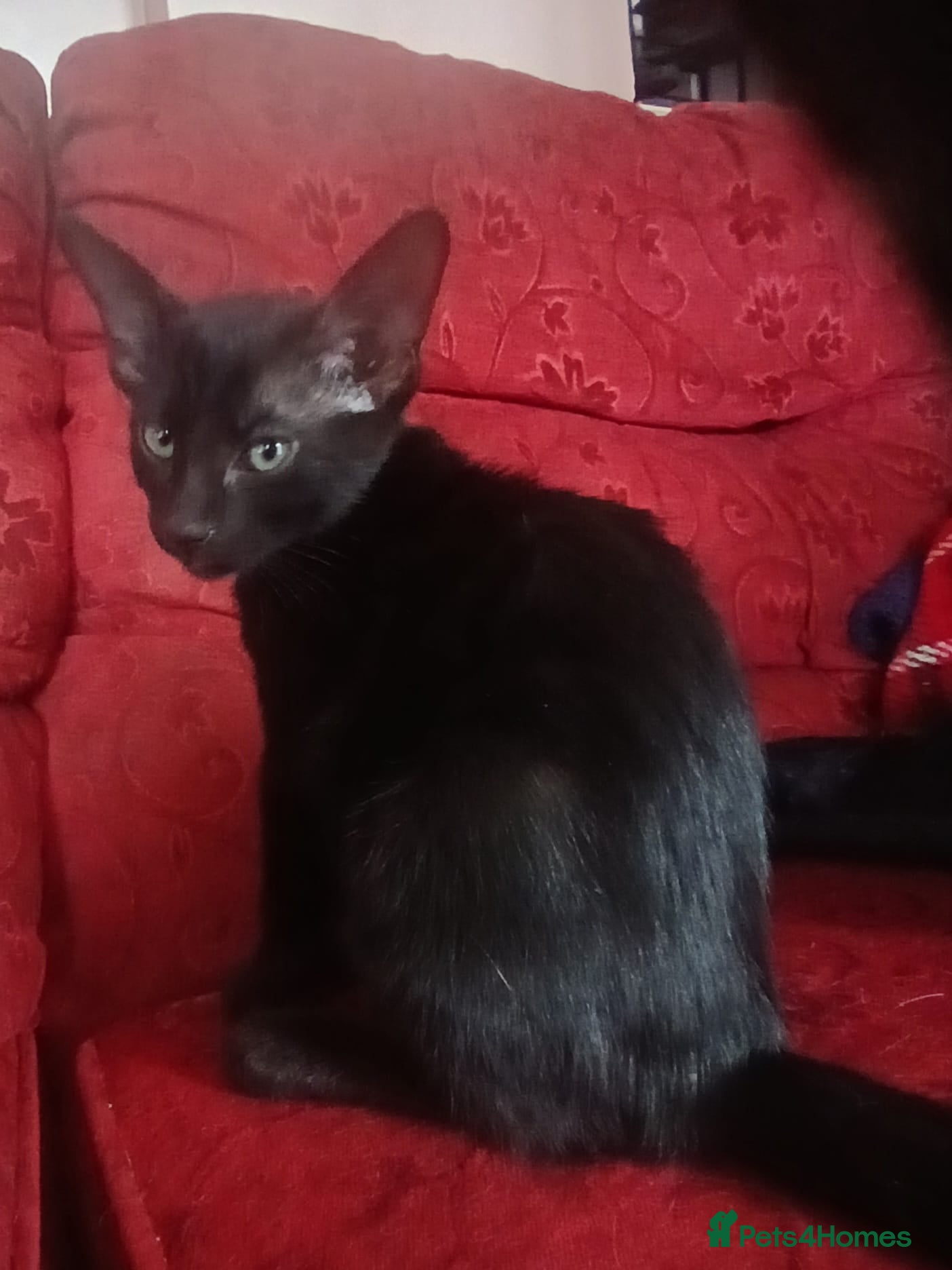 Mixed Breed cats Siamese X Domestic cat - Advert 1