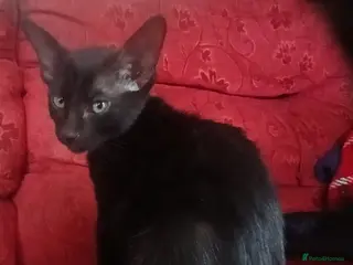 Mixed Breed cats Siamese X Domestic cat - Advert 1