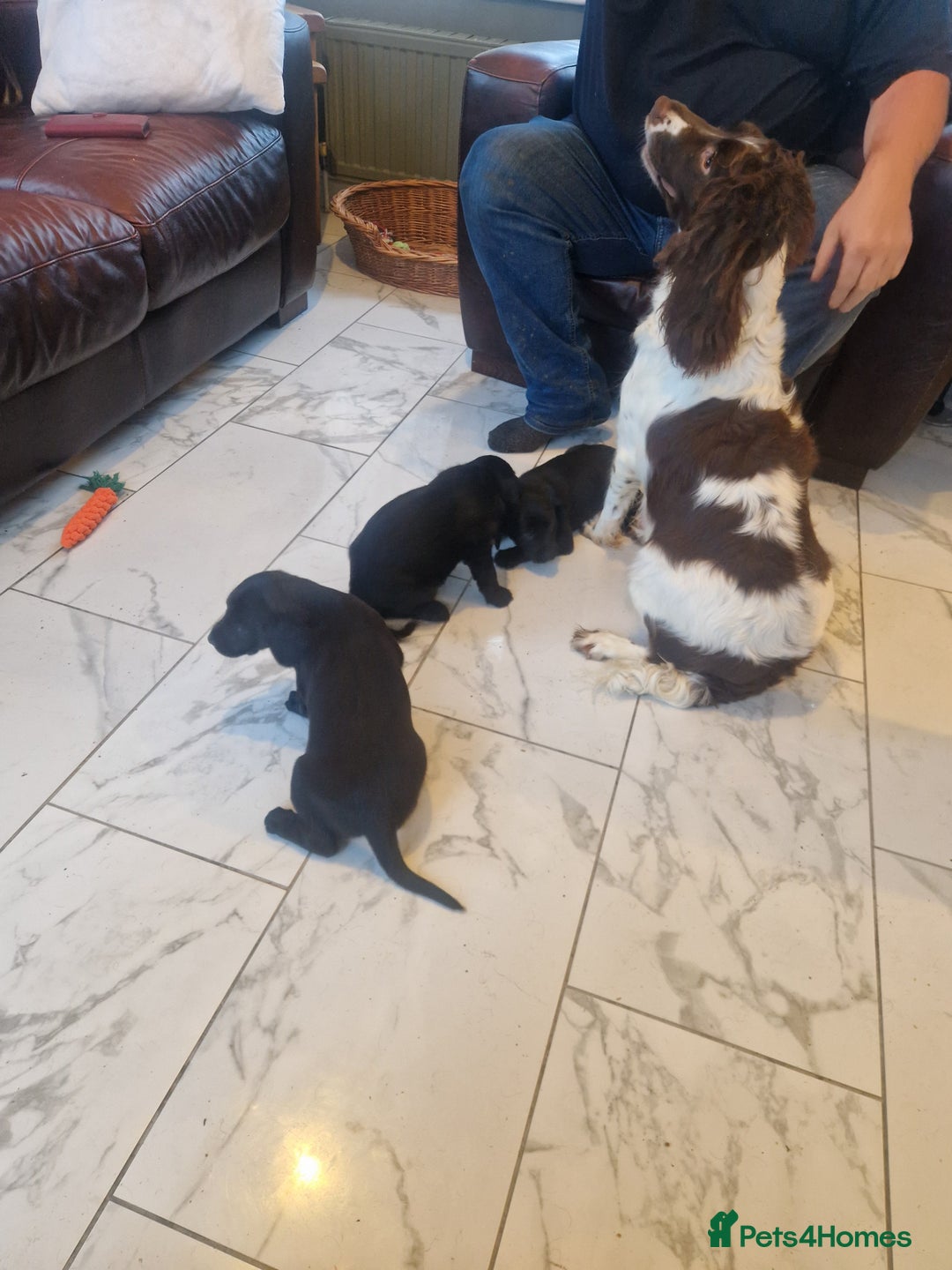 Sproodle dogs for sale: Springer spaniel x miniature poodle  - Advert 10