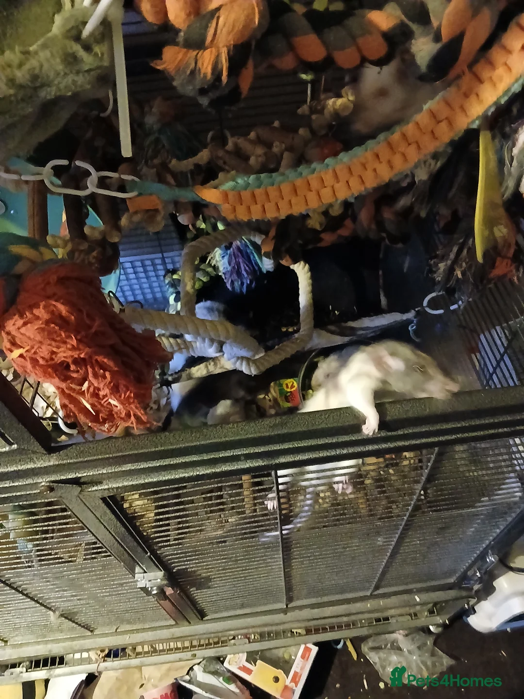 Rat rodents for sale: Rehoming  - Advert 2