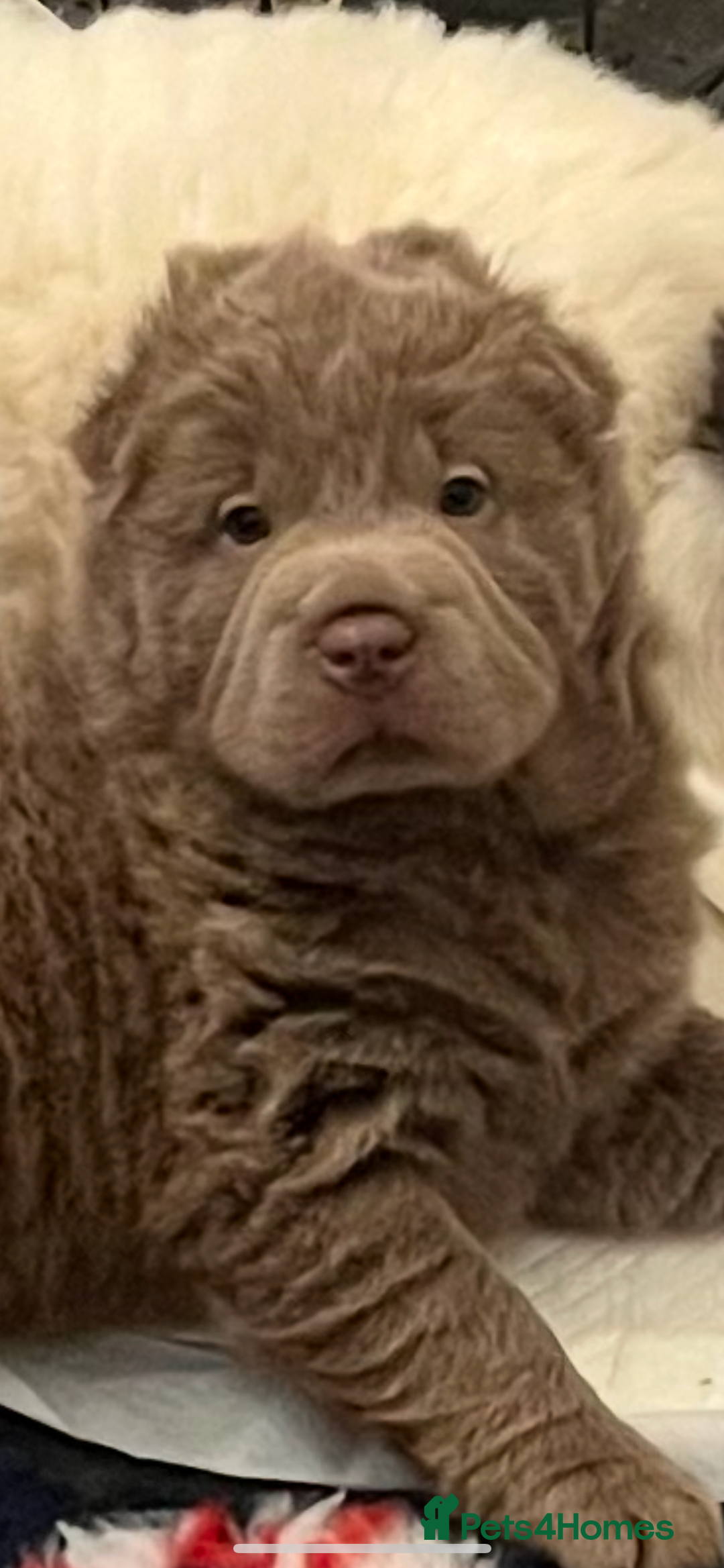 Shar Pei dogs for stud: lilac flower bear coat stud kc reg proven  in Sunderland - Image 13