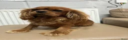 Cockalier dogs for sale: 🌟 Gorgeous Cockalier puppies 🌟 - Advert 7