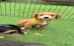 Cockapoo dogs for sale: 12 stunning cockapoo puppies ready now - Image 15