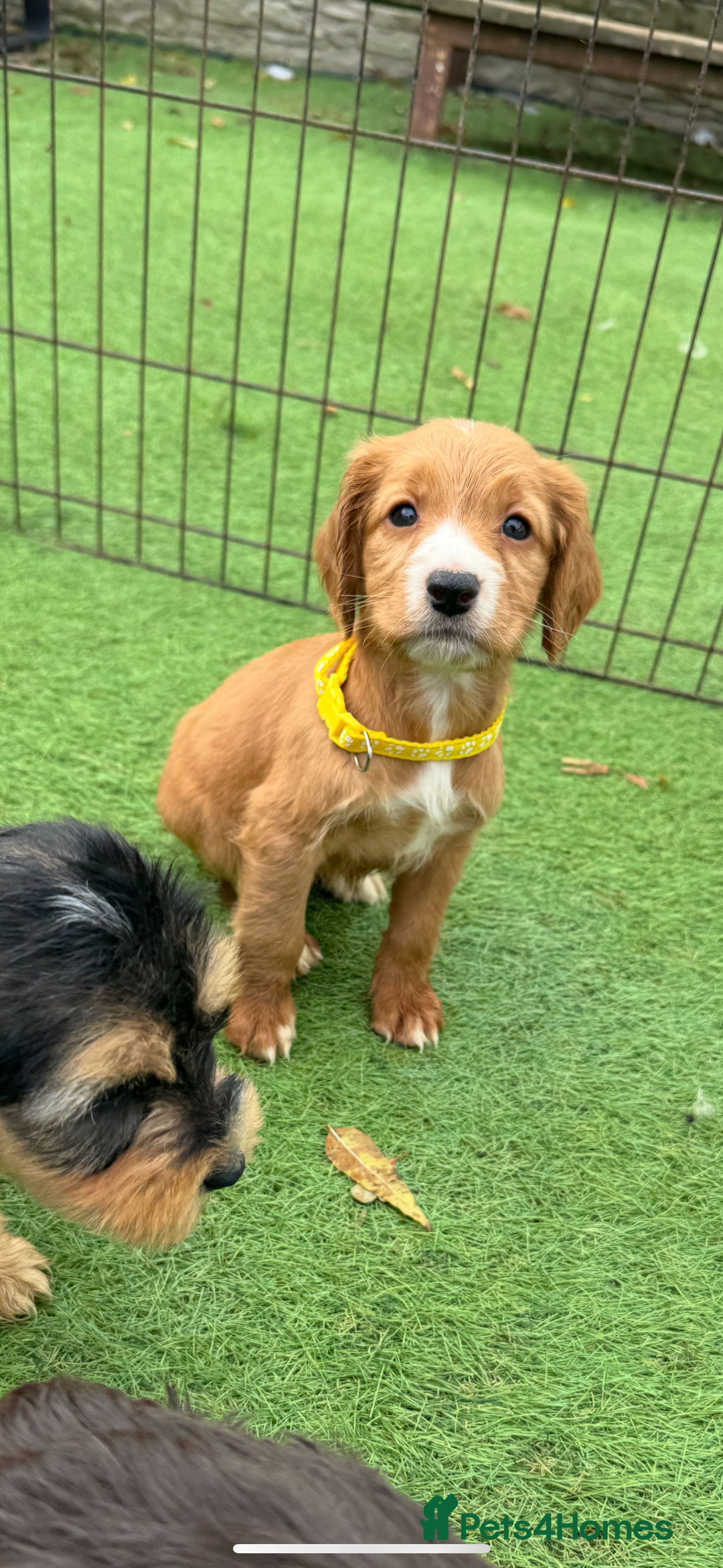 Cockapoo dogs for sale: 12 stunning cockapoo puppies ready now - Image 15