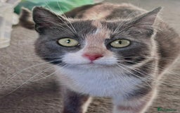 British Shorthair cats for sale: Kittens for sale - Image 5