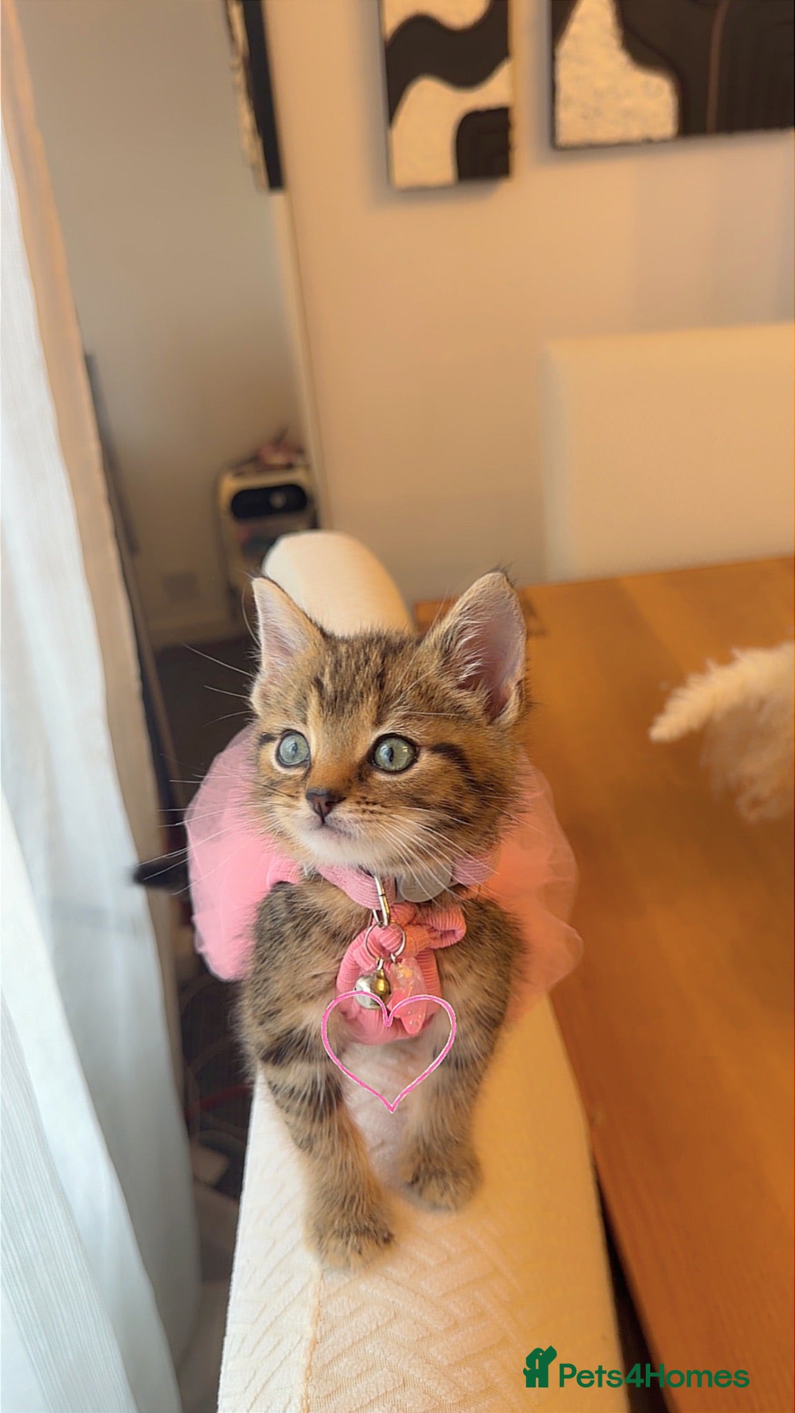 Mixed Breed cats Kitten for sale - Advert 6