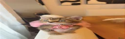 Mixed Breed cats for sale: Kitten for sale in Heywood - Advert 1