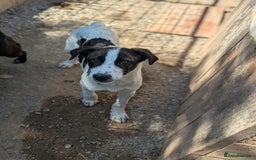 Mixed Breed dogs for adoption: MJ is looking for a family  - Image 1