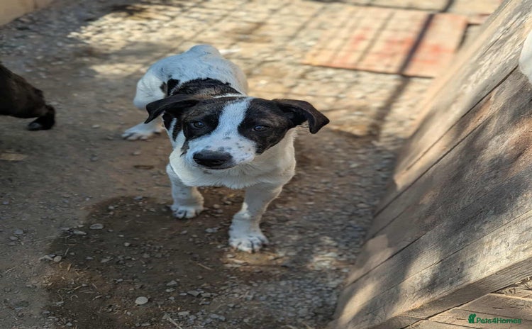 Mixed Breed dogs - Advert 3