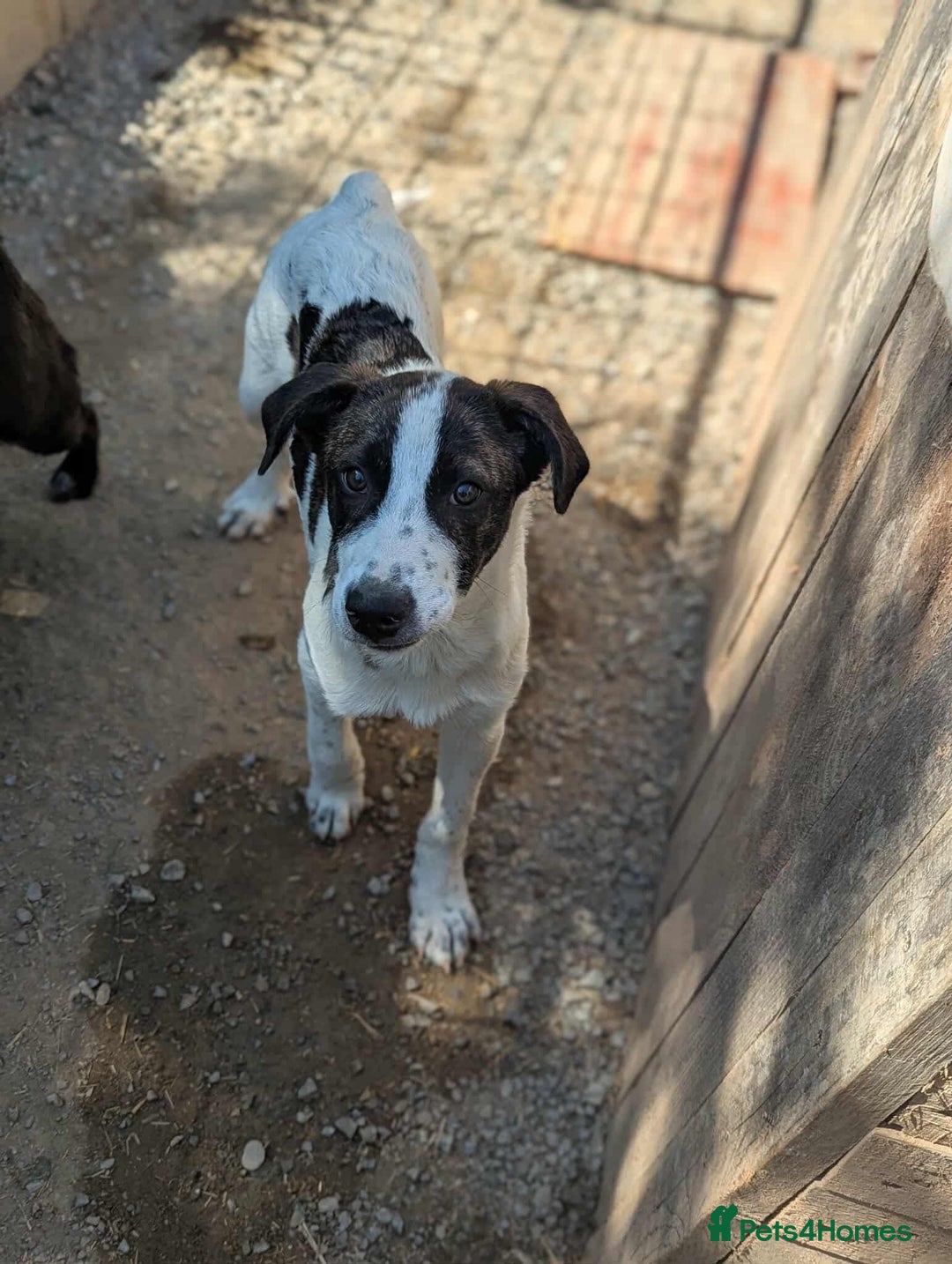 Mixed Breed dogs for adoption: MJ is looking for a family  - Image 1