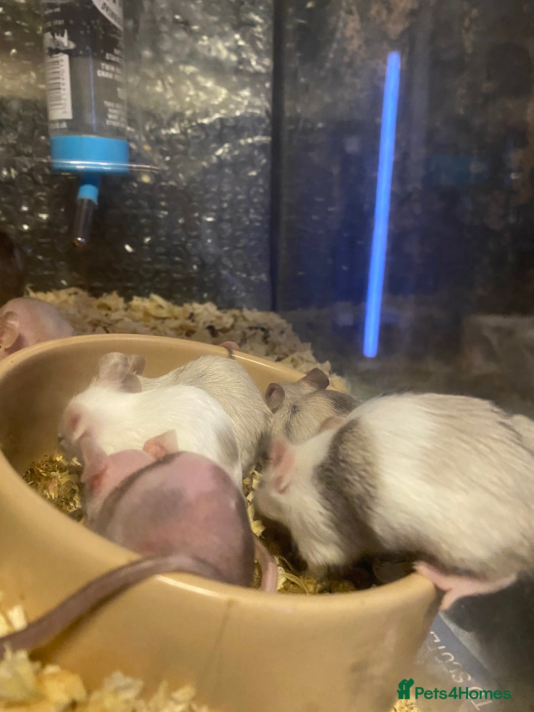 Mouse rodents for sale: 27 mice - Advert 3