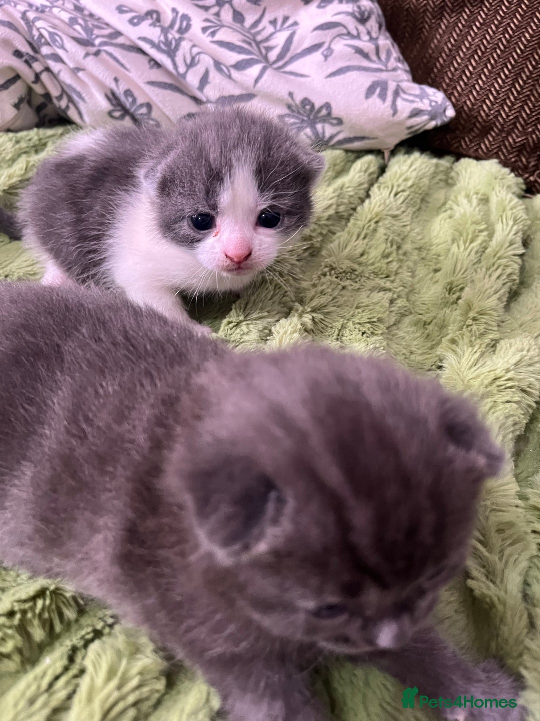 Russian Blue cats for sale: Kittens half Russian Blue - Image 9