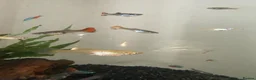 Other/Mixed Breed fish for sale: Standard & Endler guppies  in Manchester - Advert 1