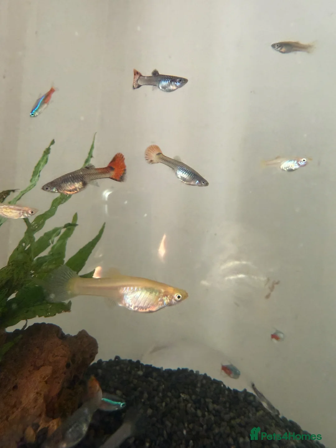 Other/Mixed Breed fish for sale: Standard & Endler guppies  in Manchester - Advert 1
