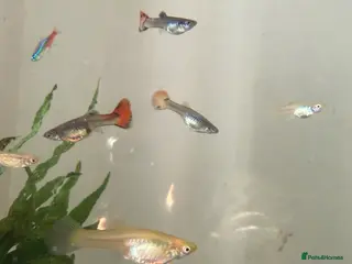 Other/Mixed Breed fish Standard & Endler guppies - Advert 3