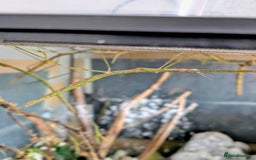 Stick Insects invertebrates for sale: Stick insects and more - Image 1