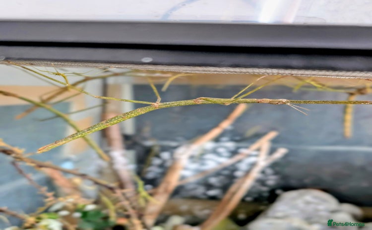 Stick Insects invertebrates - Advert 15