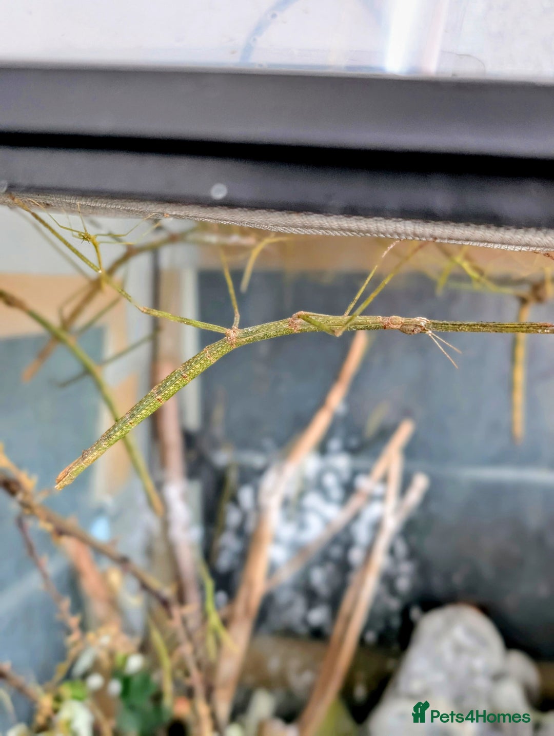 Stick Insects invertebrates for sale: Stick insects and more - Image 1