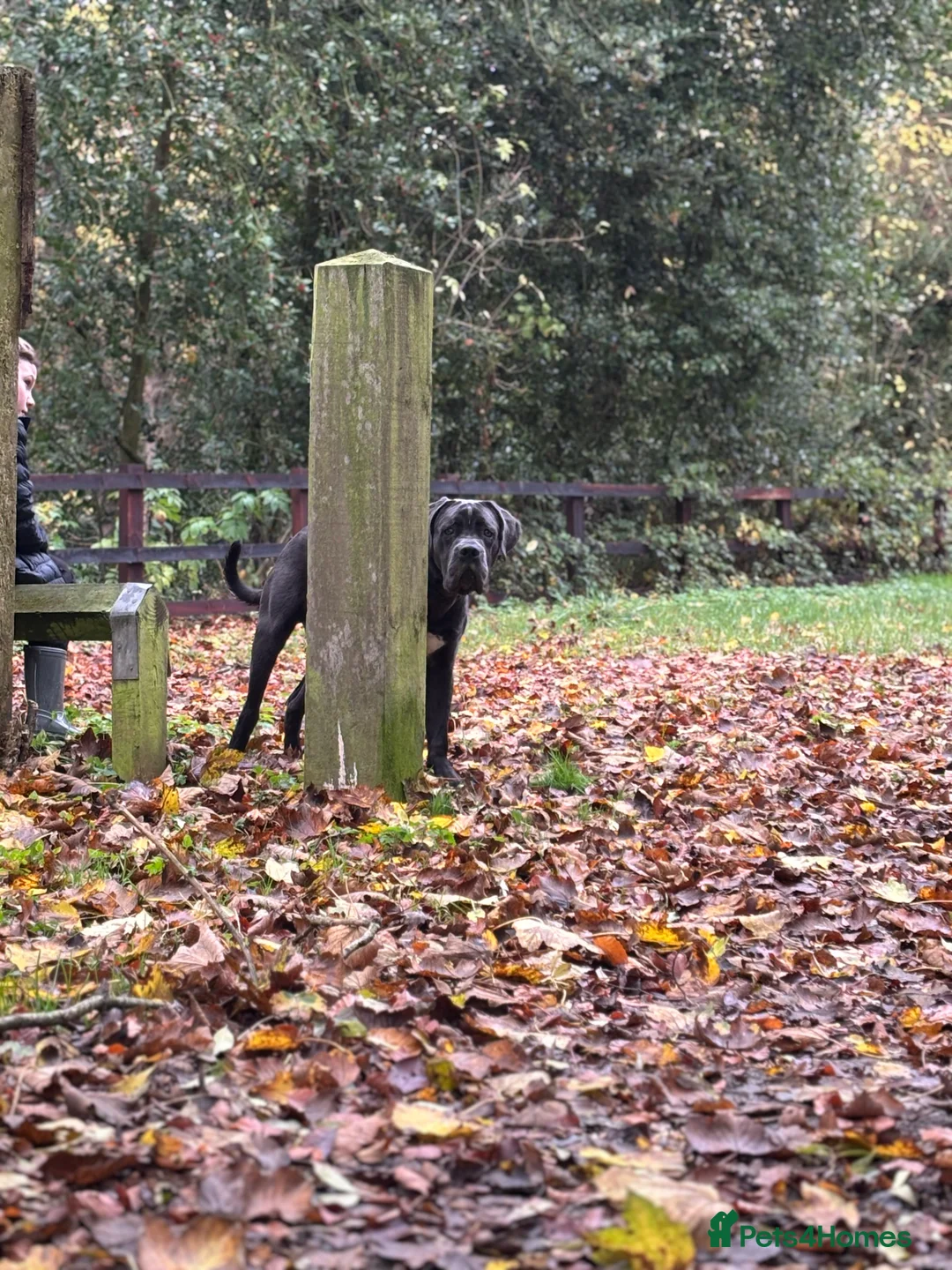 Cane Corso dogs for sale: Male cane corso (Blue) - Advert 4