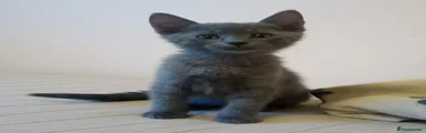 Russian Blue boy 1