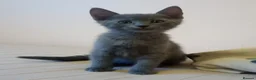 Russian Blue cats for sale: Russian Blue kittens One Girl Two boys - Advert 4