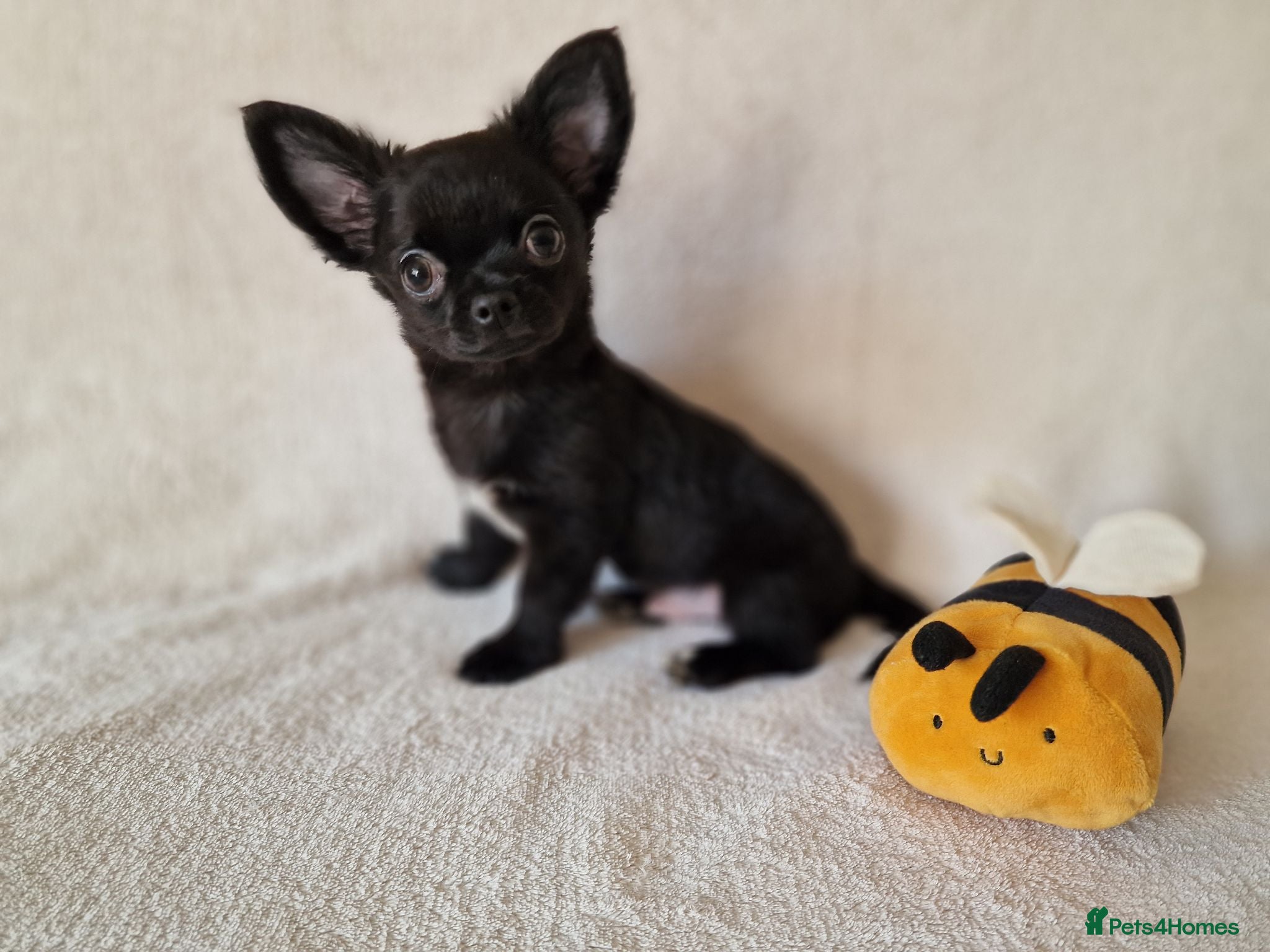 Chihuahua dogs REDUCED Last Pup Left! Chihuahua Puppy READY NOW - Advert 21