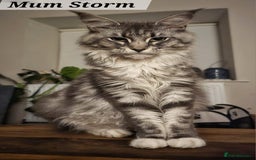 Maine Coon cats for sale: MAINE COONE KITTENS POLYDACTYL&NON POLYDACTYL   - Advert 10
