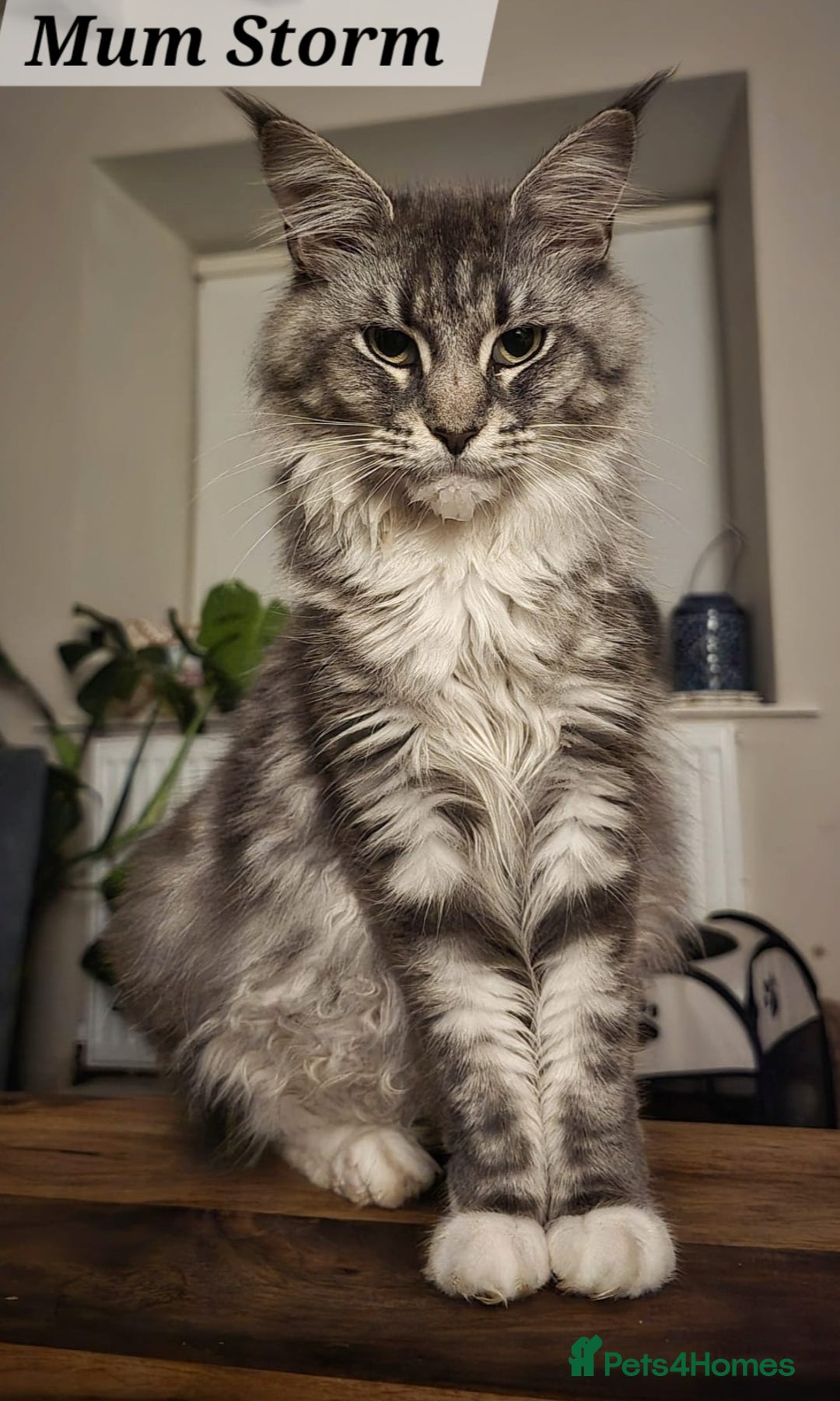 Maine Coon cats for sale: MAINE COONE KITTENS POLYDACTYL&NON POLYDACTYL   - Advert 10