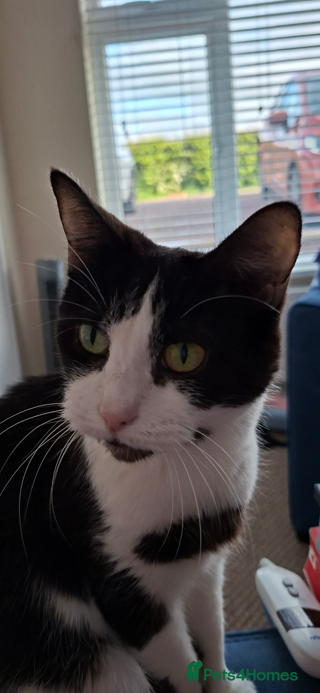 Mixed Breed cats for sale: Rescue cats and kittens 🧡 - Advert 2