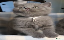 British Shorthair cats for sale: Beautiful, friendly GCCF registered Blue BSH  - Image 4