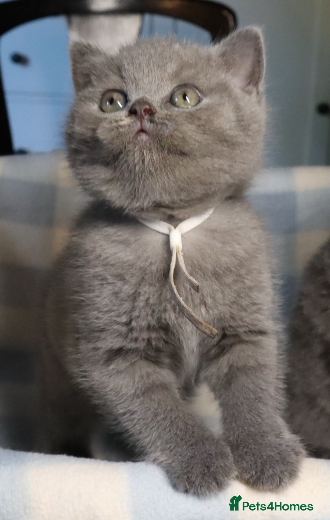 British Shorthair cats for sale: Beautiful, friendly GCCF registered Blue BSH  - Image 4