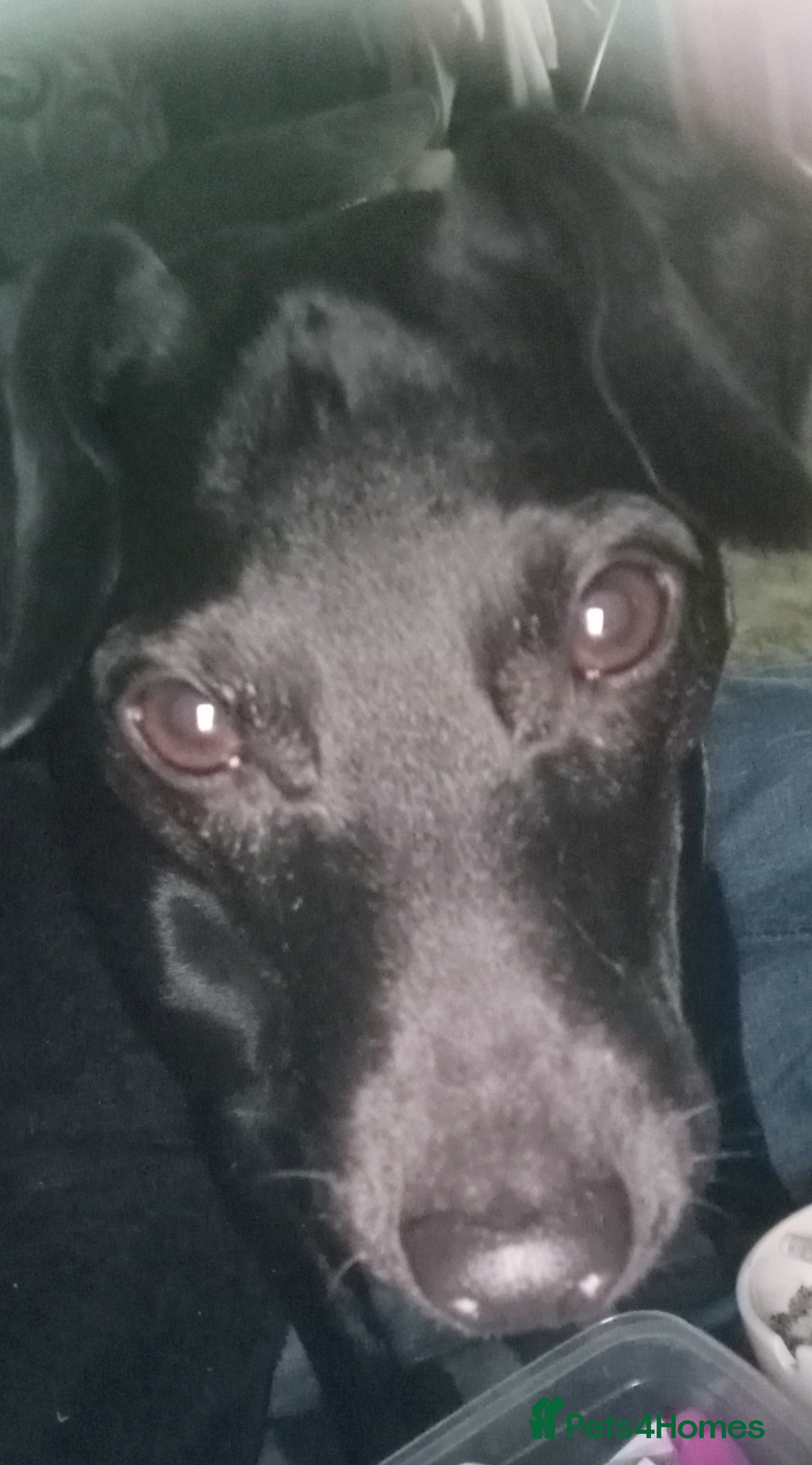 Mixed Breed dogs Needing a new home  - Advert 5