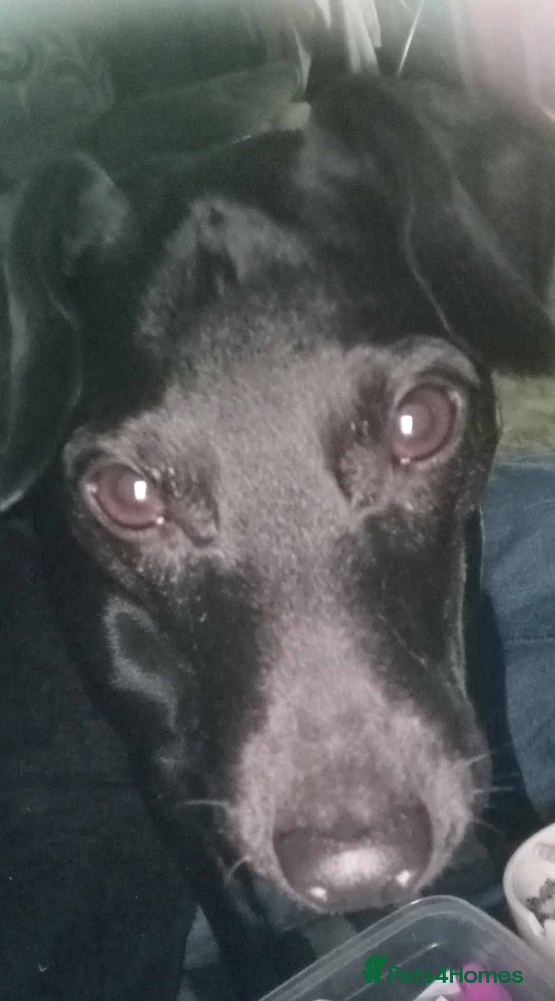 Mixed Breed dogs for sale: Needing a new home  - Advert 1