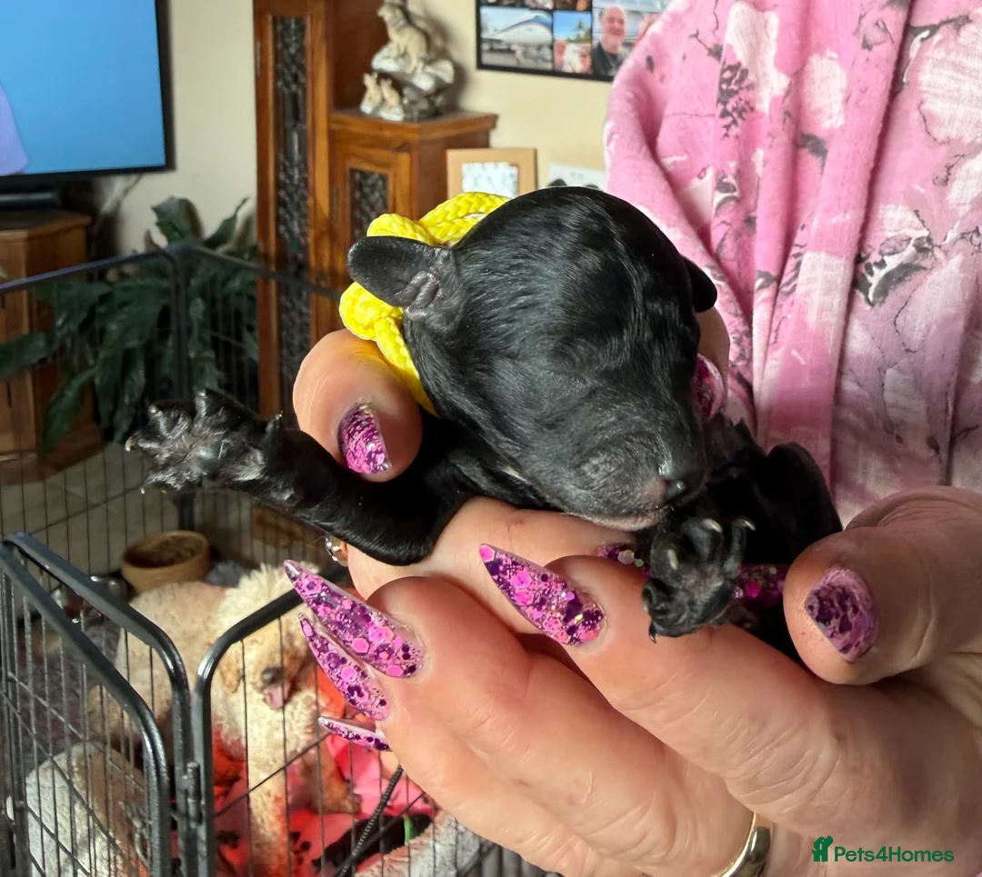 Mixed Breed dogs for sale: Adorable Small Miniature x Toy Poodle Puppies in Aberystwyth - Advert 2