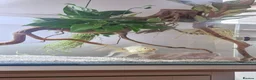 Fancy Goldfish fish for sale: Fancy Goldfish in Plymouth - Advert 1