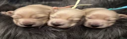Dachshund dogs for sale: Miniature dachshund extensively health tested - Advert 7