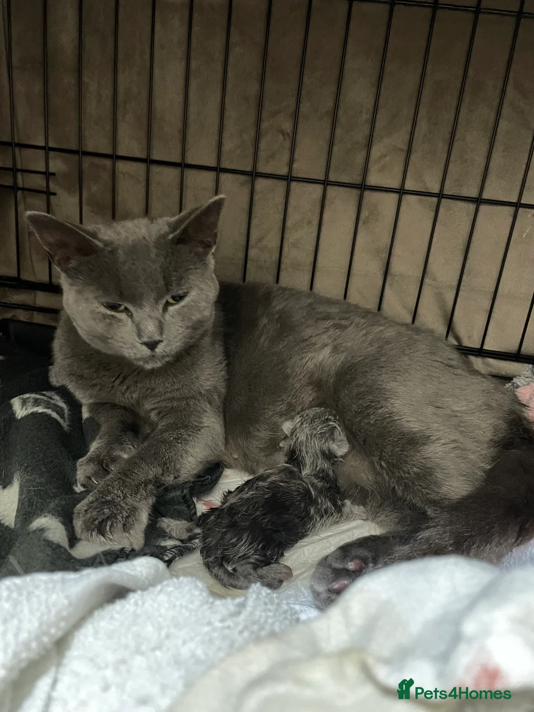 British Shorthair cats for sale: Bsh mix kittens  - Advert 2