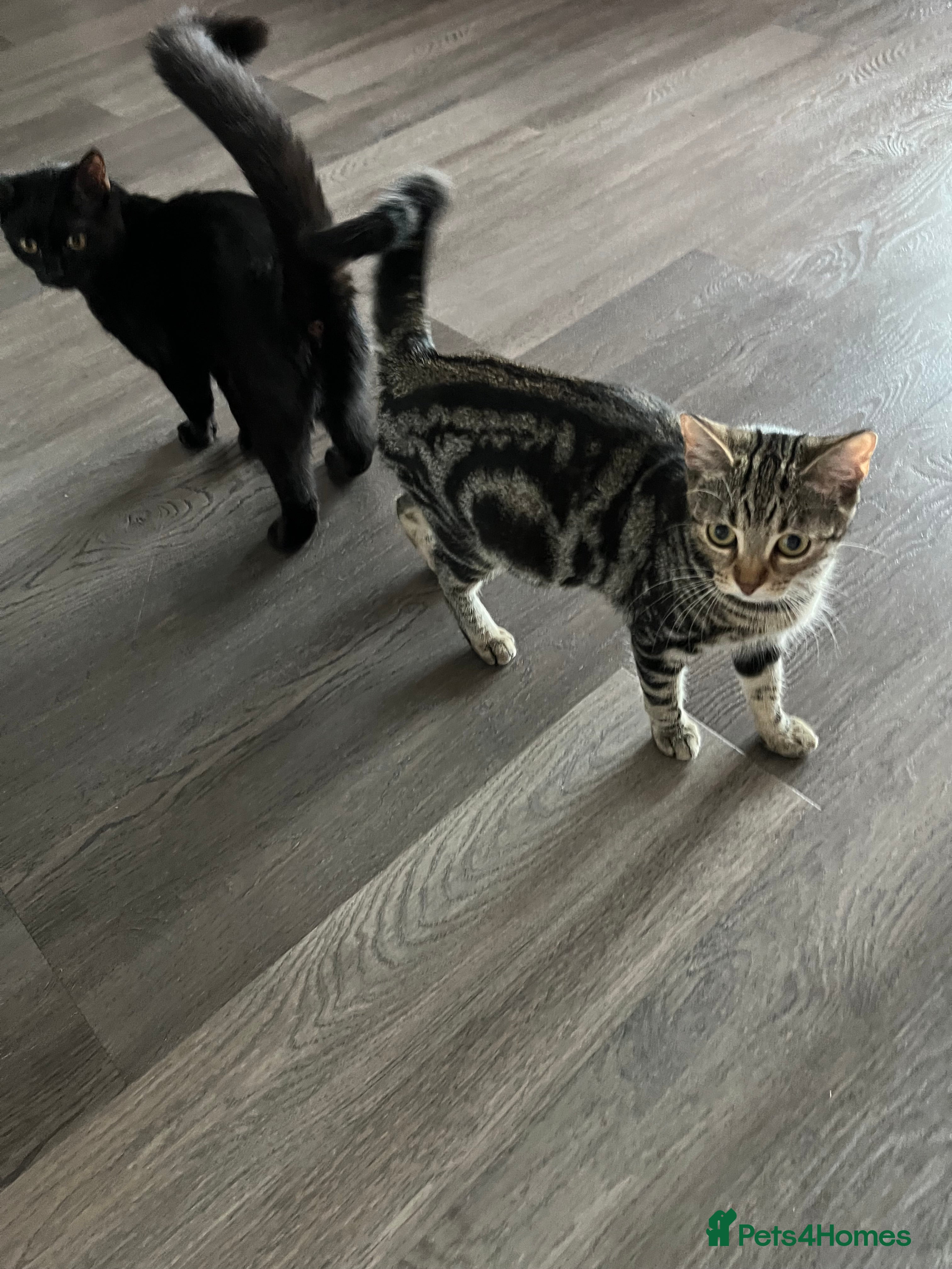British Shorthair cats Bonded Sister Kittens for Rehoming - Advert 1