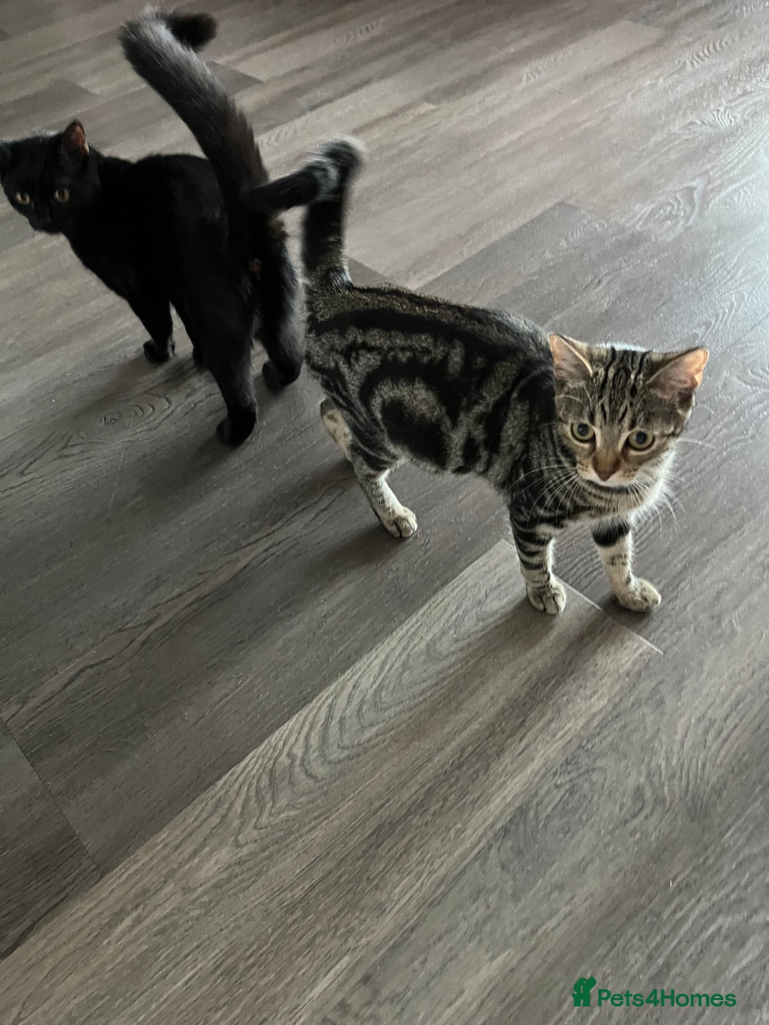 British Shorthair cats for sale: Bonded Sister Kittens for Rehoming - Advert 1