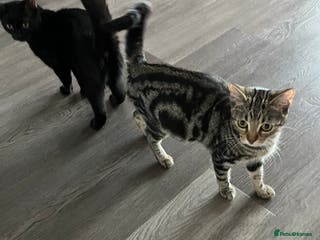 British Shorthair cats Bonded Sister Kittens for Rehoming - Advert 9