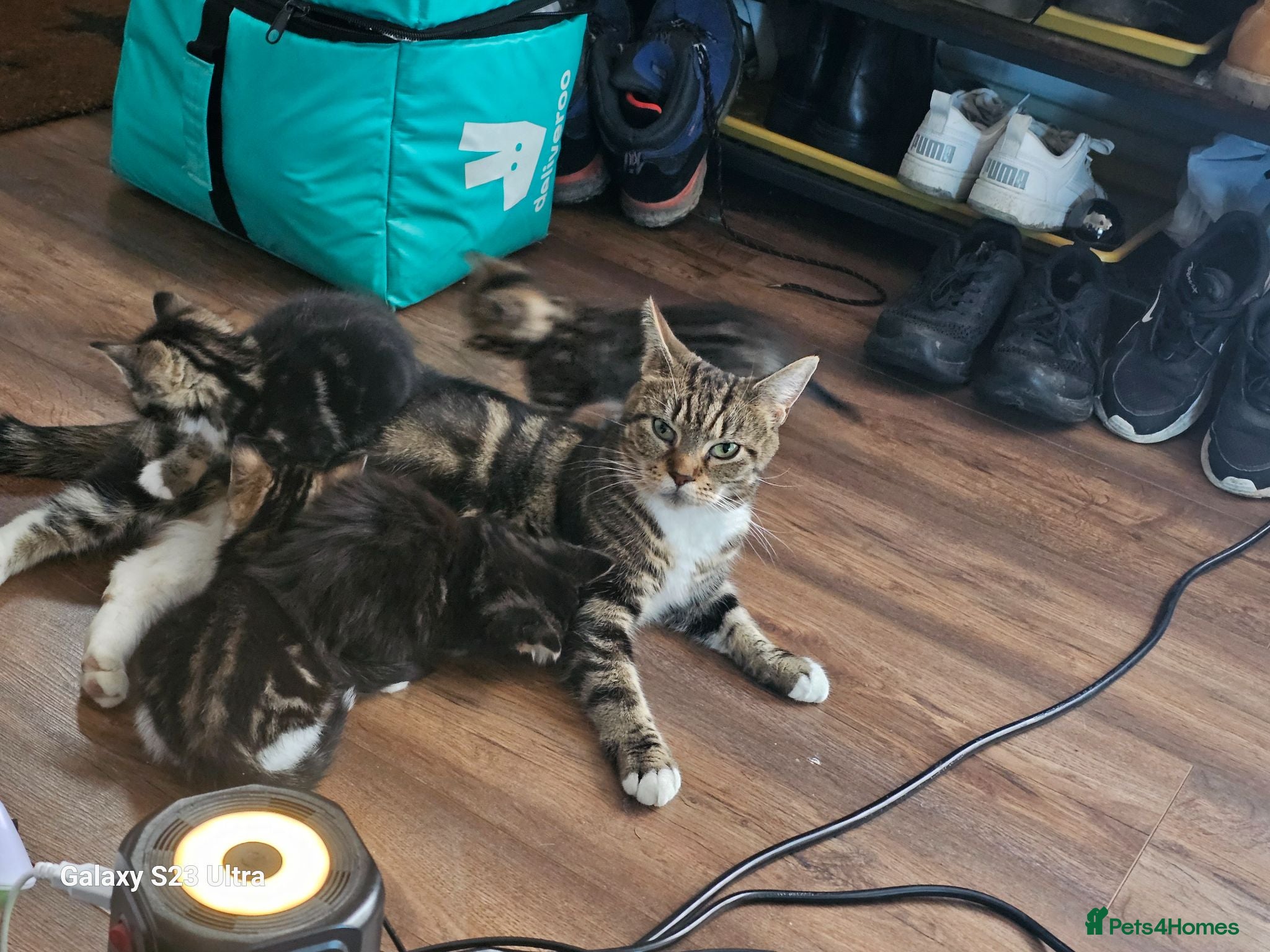 Mixed Breed cats 5 little kittens ready for the new lovely homes  ! - Advert 4